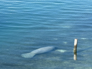 West Indian manatee swimming near the surface in clear water off Elbow Cay, Abaco, Bahamas.