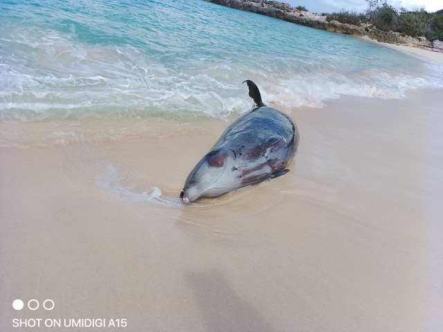 Stranded Gervais’ beaked whale on a sandy beach at Rum Cay, Bahamas, January 2026.