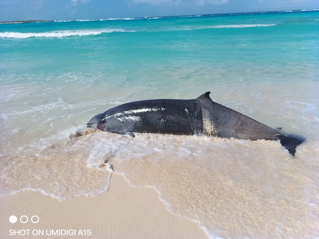 Stranded Gervais’ beaked whale on a sandy beach at Rum Cay, Bahamas, January 2026.