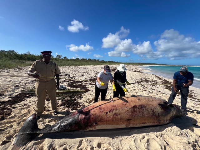 BMMRO team performing a necropsy on a beaked whale on Rum Cay, Bahamas, with scientific equipment and sample containers.
