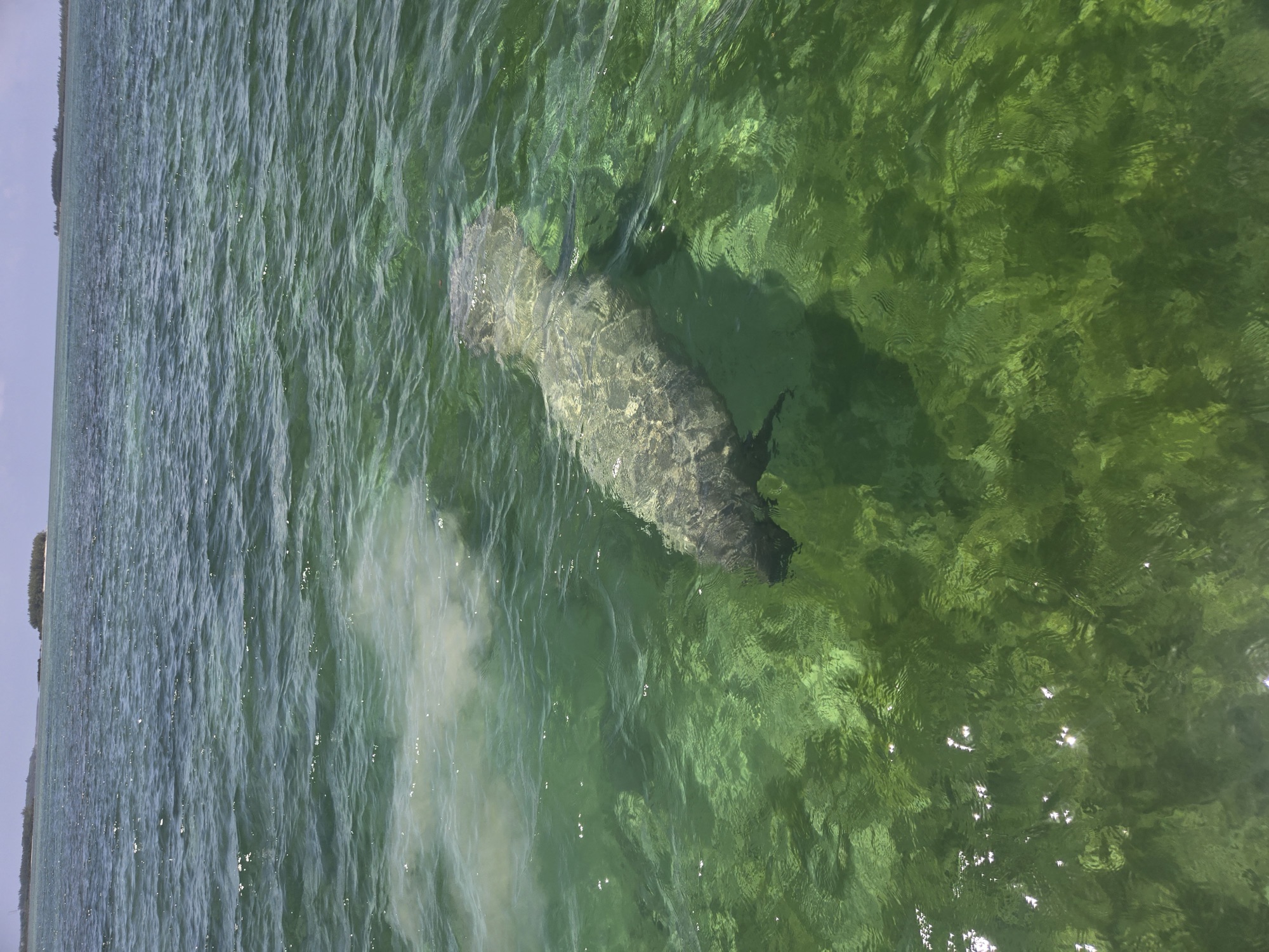 West Indian manatee swimming just below the surface in shallow green water off Cherokee, Abaco, Bahamas.